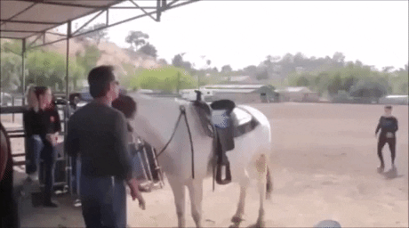 nice horse
