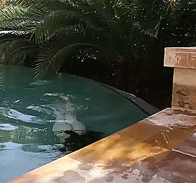 Sex Gif - Nice tits swimming