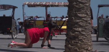 Sex Gif - Humiliation pet walk