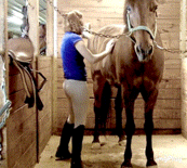 Sex Gif - Step-daughter grooming her horse