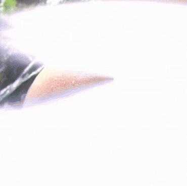 Sex Gif - Blair poolside