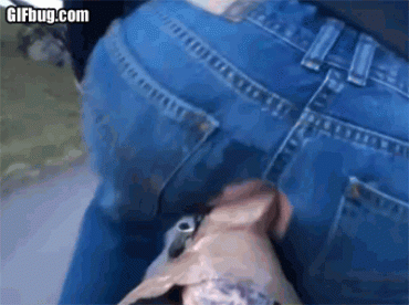 Sex Gif - Dildo in her pussy riding bike